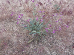 Penstemon patens