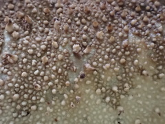 Lycoperdon bispinosum