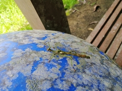 Loxopsis