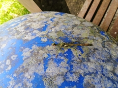 Loxopsis