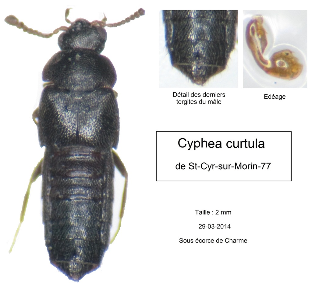 Cyphea