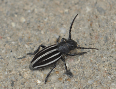 Dorcadion fuliginator