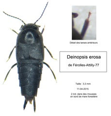 Deinopsis erosa