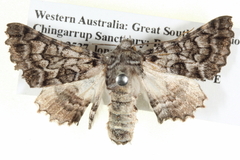 Dinophalus thrasyschema