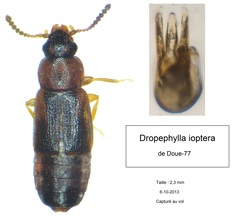 Dropephylla ioptera