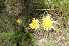 Berkheya radula