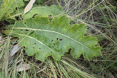 Berkheya radula