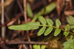 Pteris bahamensis