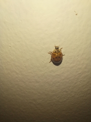 Harmonia axyridis