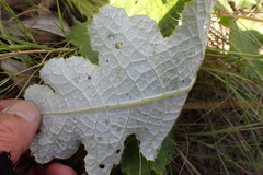 Berkheya radula