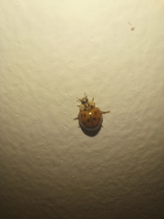 Harmonia axyridis