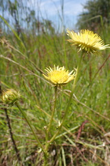 Berkheya radula