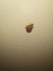 Harmonia axyridis