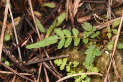 Pteris bahamensis