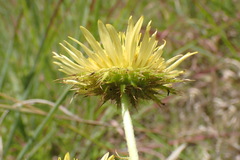 Berkheya radula