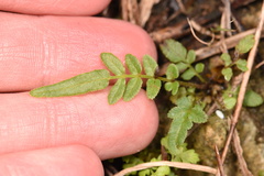 Pteris bahamensis