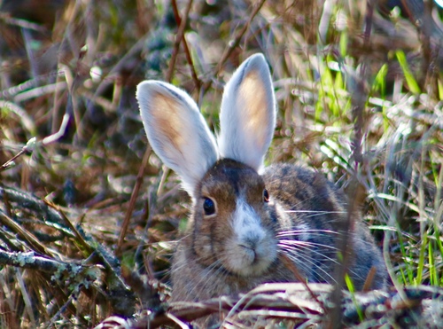 Snowshoe Hare photographed in Washington