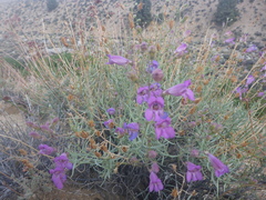 Penstemon incertus