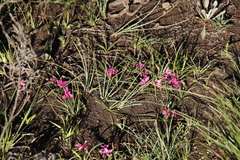 Rhodohypoxis