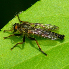 Neoitamus cothurnatus