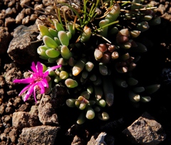Delosperma basuticum