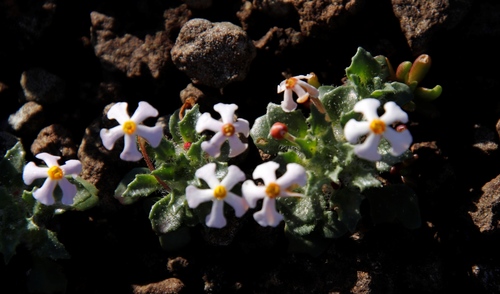 Image of Zaluzianskya crocea by (c) Tony Rebelo, some rights reserved (CC BY-SA)