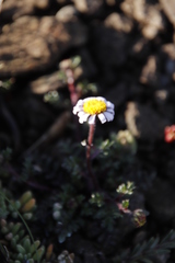 Afroaster erucifolius