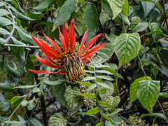 Mutisia lanata