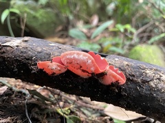 Sarcoscypha humberiana