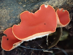 Sarcoscypha humberiana