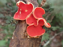 Sarcoscypha humberiana