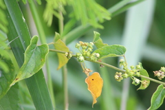 Gonolobus parviflorus