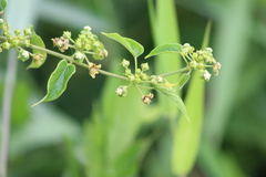 Gonolobus parviflorus