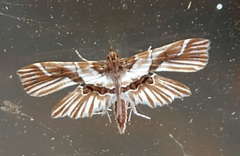 Undulambia striatalis