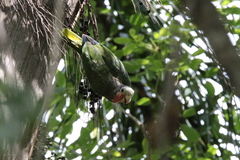 Amazona leucocephala