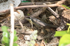 Leiocephalus cubensis
