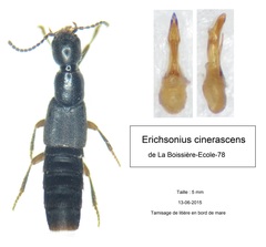 Erichsonius cinerascens