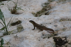 Leiocephalus cubensis