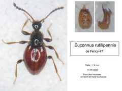 Euconnus rutilipennis
