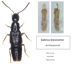 Gabrius breviventer