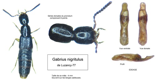 Black Rove Beetle