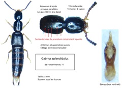 Gabrius splendidulus
