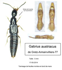 Gabrius austriacus