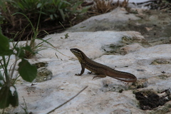Leiocephalus cubensis