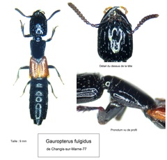 Gauropterus fulgidus