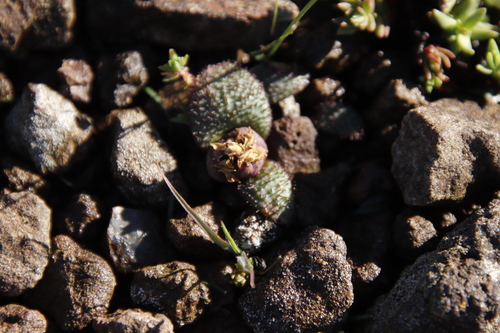 Massonia wittebergensis