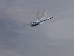 Zygonyx natalensis