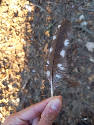 Plume de Chouette de Tengmalm