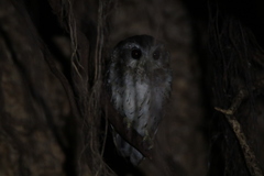 Margarobyas lawrencii