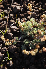 Psammotropha mucronata mucronata